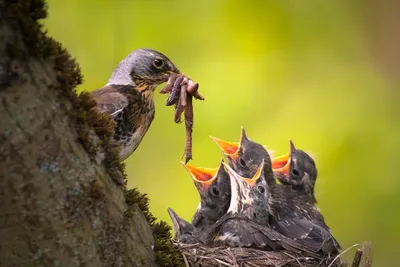 Апартаменты Wanghin рябинника сокета. Pilaris Turdus. Птица кормит своих  детей Стоковое Изображение - изображение насчитывающей сезон, вал: 187621591
