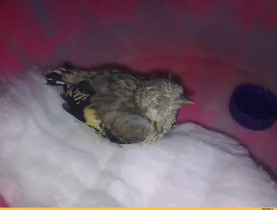 🐣ЕСЛИ ВЫ НАШЛИ ПТЕНЦА ВОРОБЬЯ ИЛИ ДРУГОЙ МЕЛКОЙ ПЕВЧЕЙ ПТИЦЫ. ЧТО ДЕЛАТЬ?  ЧЕМ КОРМИТЬ И КАК СПАСТИ.🐣 Содержание .. | ВКонтакте