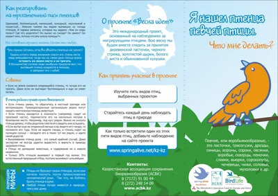 Кормление птенцов ворон, воронов, сорок, соек, грачей, галок