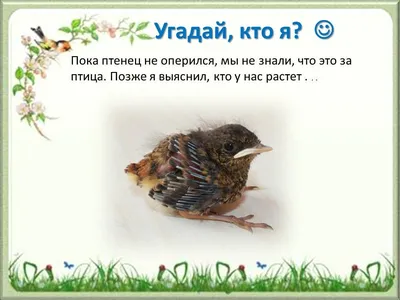Клуб Людей и Птиц. ФОРУМЫ ptic.ru / Помогите!нашли молодого чижа чем кормить?сам  еще не ест. Летает