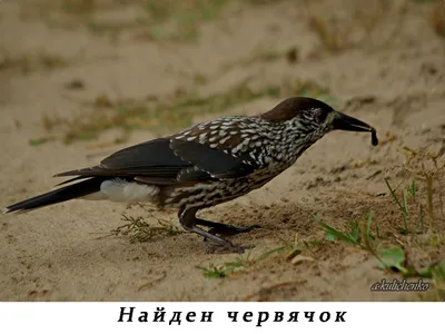 Что за птенец? Чем кормить? - Птенцы и слётки певчих птиц в руках человека  - Форумы Mybirds.ru - все о птицах