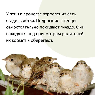 дети кормят утку едой стоковое изображение. изображение насчитывающей  ангстрома - 215448821