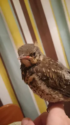 Дрозд белобровик кормит птенцов, Redwing bird feed chicks - YouTube