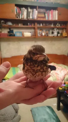 Белый аист — Википедия