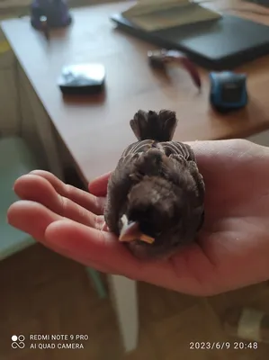 Вы нашли стрижа… Что делать?