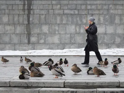 Нашли черного стрижа в городе, черная птица на земле