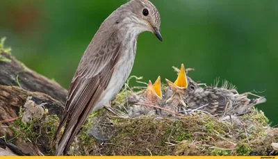 Картинки на тему #птенцы - в Шедевруме