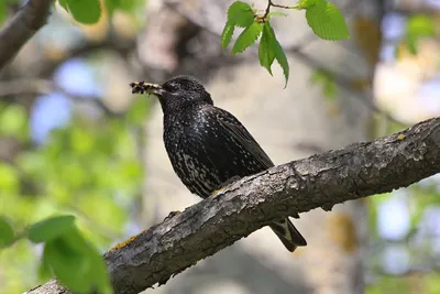 Птицы кормят своих птенцов в Birdhouses находят загадка изображения  различий и окрасочного страница Иллюстрация вектора - иллюстрации  насчитывающей изображение, разница: 213553332