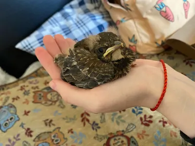 4-ро с ложкой,один с крошкой. Фотограф Nelly B.