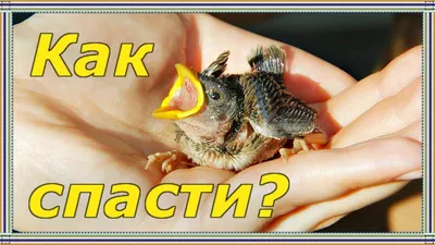 Будущий птичий доктор спасает раненых пернатых, птенцов и даже летучую мышь  - ТИА