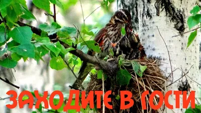 Кормление удода