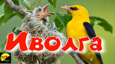 Картинки на тему #гнездо - в Шедевруме