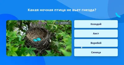 Картинки на тему #гнездо - в Шедевруме