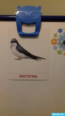 Друзья БабочкиЯночки: Международный день птиц. Ласточки.