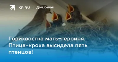 Почему птицы вьют гнездо возле дома - народные приметы — УНИАН