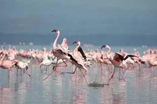 Коллекция гнезд