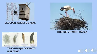 Белый аист
