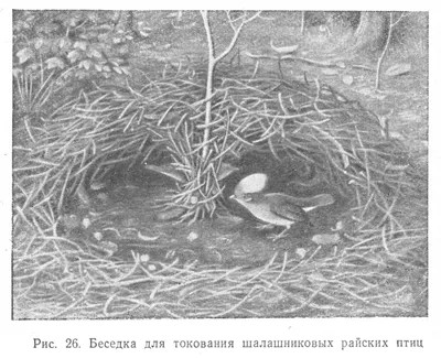 Картинка птицы вьют гнезда - 68 фото