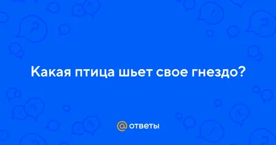 15 доказательств, что голуби вьют самые безобразные гнезда