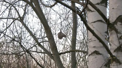 Ловко притворяется раненым»: волгоградский фотограф нашел артистичную птицу  с модной «прической» - 29 апреля 2019 - v1.ru