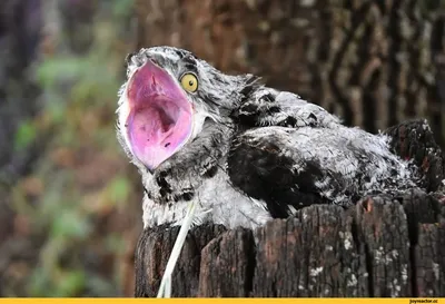Чурилка ты, а не Козодой! « Fotoparus