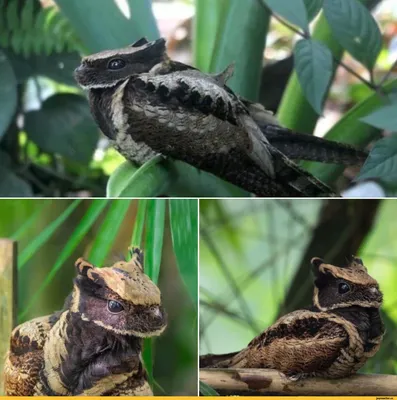 Giant Nightjar and Kookaburra! Incredible birds that can scare - YouTube