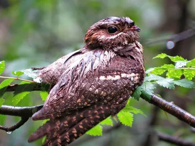 Исполинские козодои: немного фактов о птичке поту (Фото) - Телеграф