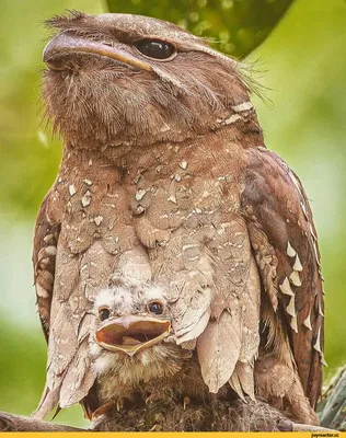 Звездчатый козодой - eBird