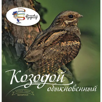Совиные козодои — Википедия