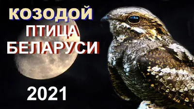 Птица года Беларуси. Козодой обыкновенный В. Сахвон - купить книгу Птица  года Беларуси. Козодой обыкновенный в Минске — Издательство Белорусская  Энциклопедия им. П. Бровки на OZ.by