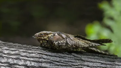 European nightjar during breeding season, singing bird | Film Studio Aves -  YouTube