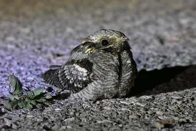 Буланый козодой - eBird