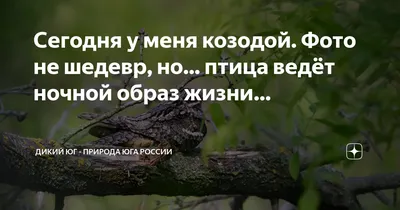 Козодой Птица — стоковая векторная графика и другие изображения на тему  Козодой - Козодой, Птица, Кисть руки - iStock