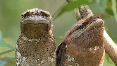 Симпатичная мультяшная птица-козодой европейский козодой caprimulgus  europaeus | Премиум векторы