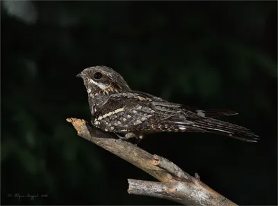 Козодой (Caprimulgus europaeus). Птицы Европейской России.