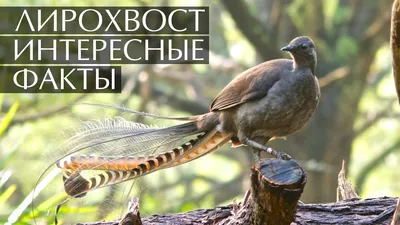 Красивая птица Лирохвост, сидит на …» — создано в Шедевруме