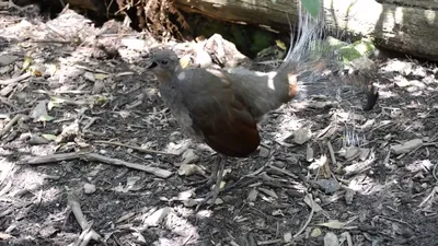 Превосходный лирохвост Альберт лирохвост Клюв Passerine, Bird, png | PNGWing