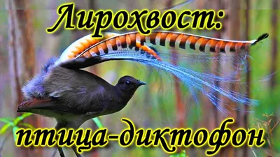 Лирохвост | Премиум Фото