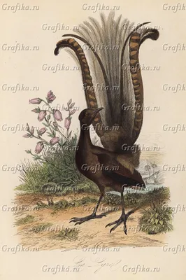 Лирохвост, или птица-лира (Неизвестный, 1854) — гравюры и репродукции на  Grafika.ru