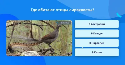 https://aigis.club/84787-ptica-lira.html