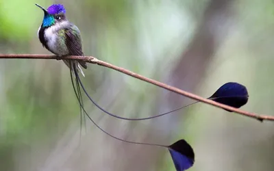 Альбертов лирохвост - eBird