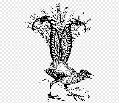Файл:Satin bowerbird.jpg — Википедия