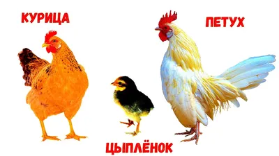 Домашние животные и птицы, их детёныши. - 19 Января 2023 - РЕЧЕЦВЕТИК