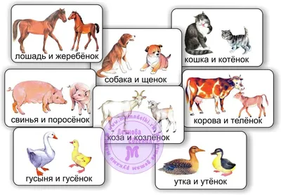 Утка Детеныш Милый - Бесплатное фото на Pixabay - Pixabay