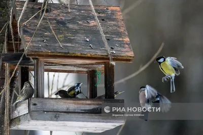 Соавторами «Атласа птиц Московской области» могут стать жители региона - В  регионе - РИАМО в Реутове