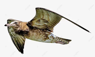 Летящая морская птица PNG , Seabird, летающие птицы, птицы PNG рисунок для  бесплатной загрузки