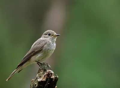Серая мухоловка птица - 63 фото: смотреть онлайн
