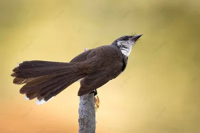 Sunda Pied Fantail сидел на ветке в природе Фото Фон И картинка для  бесплатной загрузки - Pngtree