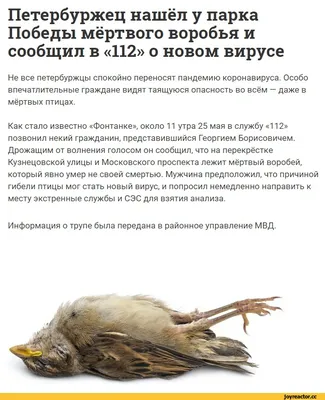 МВД России Флаг – ЯркоСервис – Современное производство флагов в Иркутске
