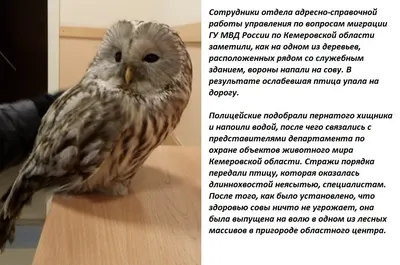 Житель Воронежа незаконно изготовил четыре пистолета для защиты домашней  птицы от набегов лис